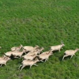 南洞庭湖保护区月亮湖区域 监测到20余头麋鹿结伴活动丨神奇生物在哪里