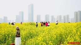 抓紧时间，长沙这些地方赏春正当时