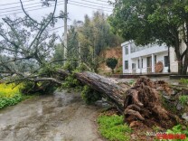 800岁罗汉松突然倒伏，多部门联动抢救移栽