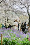 观名楼、赏樱花、觅知音、游长江！武汉文旅“携手长江瞰见世界”