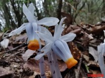 “幽灵之花”上新了！湖南舜皇山发现植物新种“美冠水晶兰”丨神奇生物在哪里