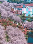 春假遇清明！百余场文旅活动等你，长沙赏花、看展、观演攻略请收好