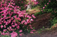 450亩杜鹃花海迎来盛花期，清明首日省植物园预约爆满