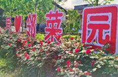 闲置地打造“爱心邻菜园”，村民争相认领种菜，免费送高龄、独居老人和残疾人