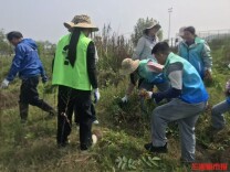 30余志愿者“护绿”长沙松雅湖，3小时拔除2000株“加拿大一枝黄花”