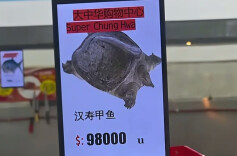 常德小伙阿根廷逛超市，偶遇家乡特产汉寿甲鱼成“推广大使”