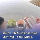 网友拍到有人放生牛蛙巴西龟，湖南烈士公园管理处：不允许私自放生