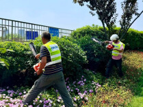 雨后忙抢工！长沙园林养护进入“夏忙”：拔掉杂草，换新花