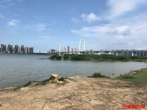 枯死长沙网红“海景柳树”已被砍除  街道：无监控，难寻肇事者 