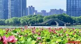 夏荷已至，长沙“夏日赏荷地图”来了