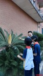 长沙一中学7棵铁树集体开花，成为校园里的“活科普教材”