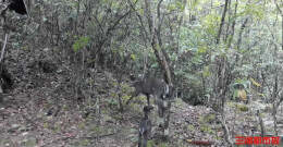 湖南八面山连续两个月拍到“鸟中仙女”，还有豹猫、毛冠鹿母子同框丨神奇生物在哪里