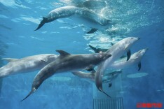 8只瓶鼻海豚正式入驻长沙湘江海洋王国