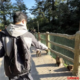 拿着假蛇登山成峨眉山“防猴神器”？景区回应：猴子天生怕蛇，但不建议模仿