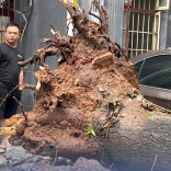 台风“红霞”带来狂风暴雨，长沙一小区大树连根拔起，部分车辆及居民楼受损