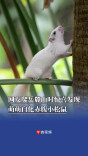 野外出现概率百万分之一！爬岳麓山时惊喜发现萌萌白化赤腹小松鼠