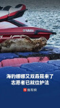 海豹娜娜又双叒叕来海滩了，志愿者已就位护法提醒游客