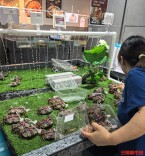 大闸蟹价格崩盘？记者实探：蟹价两极分化，精品蟹价坚挺