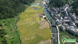 城步蒋坊乡柳林村：稻花香里说丰年，苗乡欢歌鱼米香