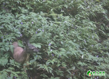 南山国家公园候选区频现国宝身影，珍贵林麝白天觅食画面被清晰捕捉