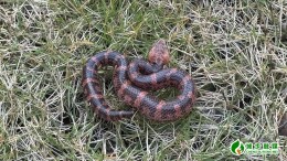 湖南南山国家公园候选区首次记录到台湾烙铁头蛇