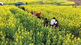 东安：金色花海醉游人，农旅融合绘新景