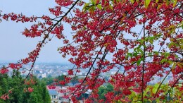 图片新闻 | 樱花绽放春意浓