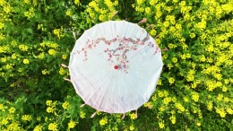 视频 | 洞口：古风少女与油菜花的春日邂逅