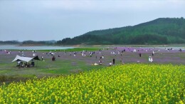 洞口县南泥村紫云英盛放，春日花海成热门打卡地