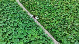 视频 | 洞口：古风荷塘演绎别样夏日