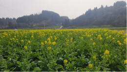 党建引领聚合力，山海联动促振兴 ——古丈县岩头寨镇鲇溪村和美乡村建设探索实践