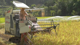 图片新闻 | 高标准农田焕新颜，机械收割助丰收