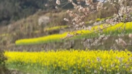 古丈县高峰镇：梯田花开满目金，产业兴村万象新