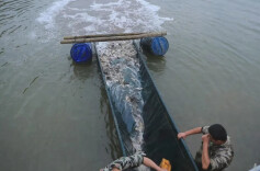 为湖泊“添新绿”，汉寿县在息风湖增殖放流18万尾鱼苗