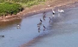汉寿：西洞庭湖创新生态修复，人工碟形湖成候鸟新的“生命驿站”