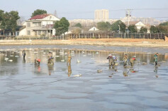 汉寿：干塘起甲鱼，丰收迎新年