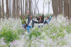 春季限定版！汉寿千亩野生萝卜花海引客来