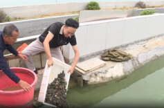 守护水生种质资源！汉寿投放10万尾本土稚鳖入西洞庭湖