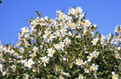 衡山：油茶花开漫山白，繁花似锦兆丰年