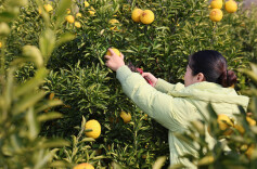 衡山永和乡：黄金贡柚开园采摘，乡村振兴“柚”添丰景