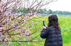 衡山：春意盈村桃花艳，和美乡村入画来