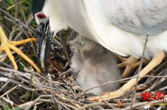 衡山县：鹭鸟王国迎“破壳季” 萱洲湿地连续两年成天然“育儿场”