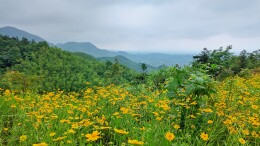 山花缀路染青山！衡山紫盖峰景区公路藏山野浪漫