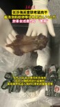 长沙海关查获老鼠肉干、酱汤蚂蚁卵等动物制品