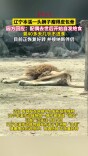 本溪一狮子瘦得皮包骨 园方回应 ：因配偶去世绝食