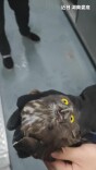“蓝朋友救我！”猫头鹰误缠网线，群众带它“投奔”消防队