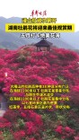 漫山杜鹃次第开！湖南杜鹃花将迎来最佳观赏期