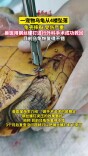 宠物龟从4楼坠落龟壳摔裂 兽医用钢丝螺钉救回