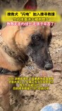 毛孩子辛苦了！搜救犬“闪电”加入搜寻，救援被困群众