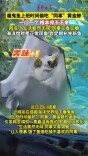 视频|魔鬼鱼“上班”时间偷吃“同事”黄金鲹 海洋馆回应